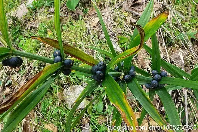 百合科,黄精属.