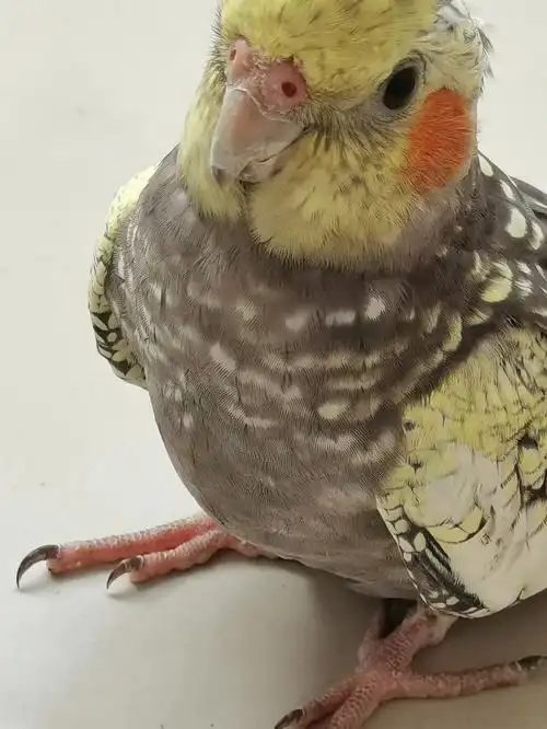 求助这只玄凤鹦鹉的年龄