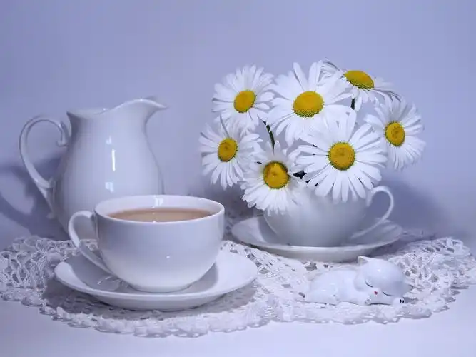 白色洋甘菊花,杯,咖啡