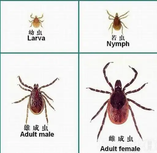 明白的朋友告诉我这是不是蜱虫啊