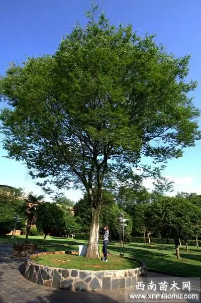 天竺桂米径5公分