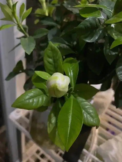 栀子花竟然有花苞了