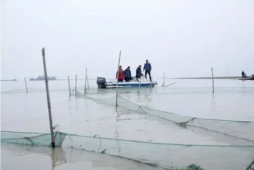 微笑温暖江湖:守护洞庭湖江豚手记