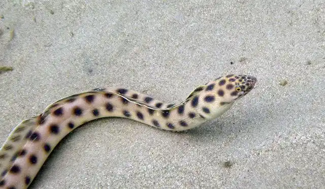 女子海边游玩发现奇怪斑点条状物,靠近查看结果被吓一跳