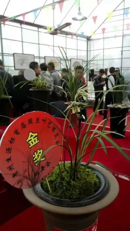 贵阳兰展有颗上亿元的兰花,听说人家还是不卖哟,……俺想去看看.