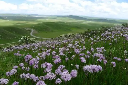 成都到若尔盖大草原红原 花湖 俄么塘花海 九曲黄河旅游包车3天游