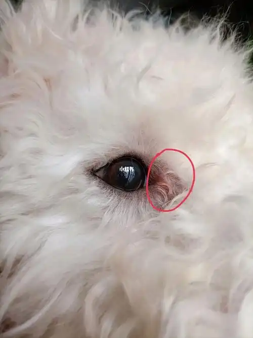 想问问懂的家人们,为什么比熊眼周红红的,两只眼睛都是这样#比熊  #家