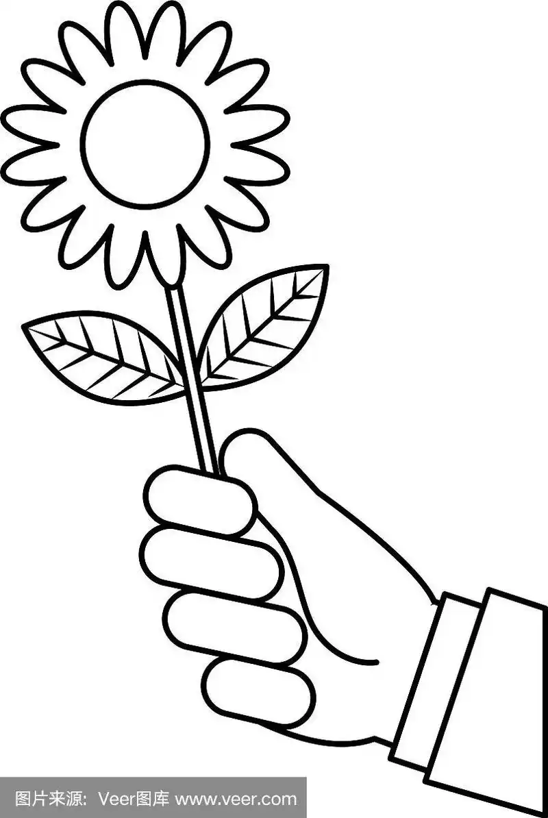 男人的手捧着郁金香花,浪漫的礼物