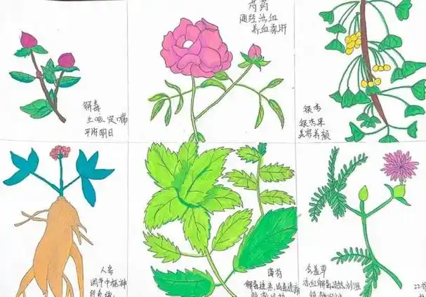 自古以来人们为了更好的认识,鉴别中草药,采用手绘的方式将药用植物