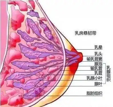 其实基本上每个人的乳房都有一个"肿块",这是正常的人体结构,你轻轻