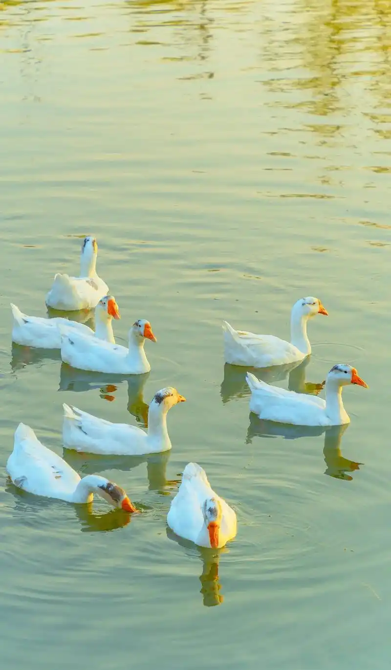 白毛浮绿水,红掌拨清波#大鹅 #大白鹅 #鹅 #摄影 #抖音 - 抖音