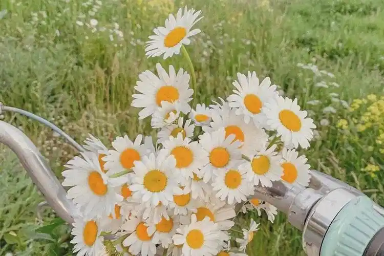 下背景图先是壁纸大部分图存自微博 0815logo绿色真的很清新自然