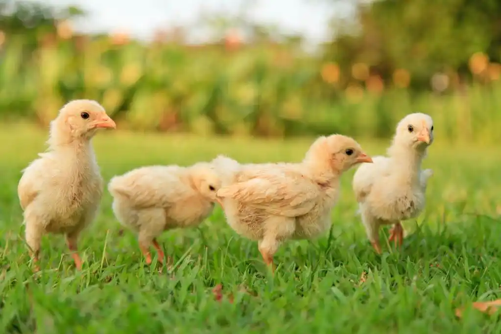 小小鸡在草地,小小鸡在草地