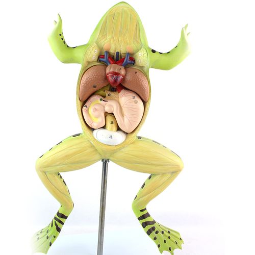 生物教学模型标本 蛙解剖初高中生物学 高职教学教具上海模型