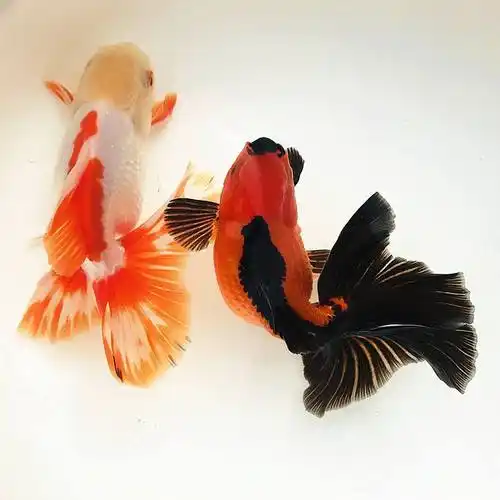 元宝泰狮金鱼冷水鱼淡水鱼泰狮金鱼百褶泰狮金鱼好养耐活风水镇缸