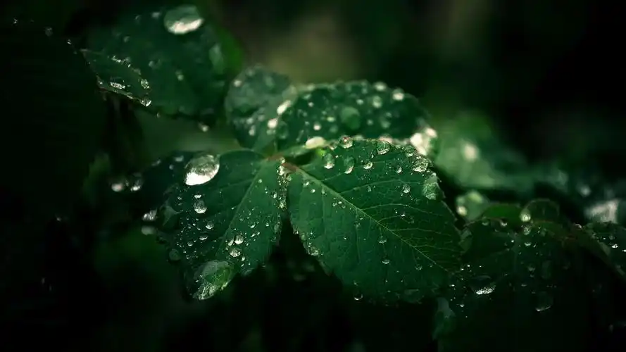 唯美植物高清桌面壁纸