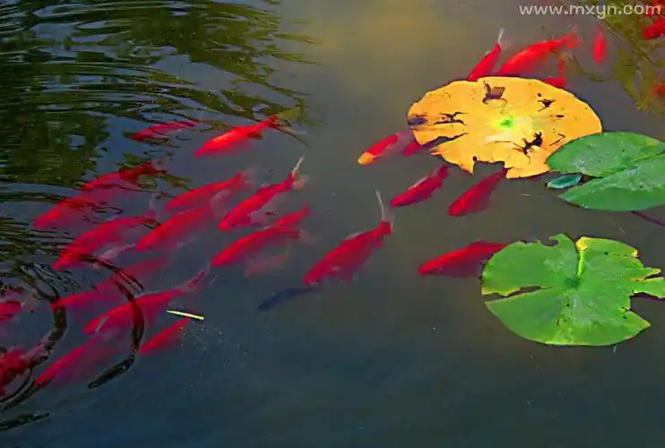梦见鱼在水里游来游去