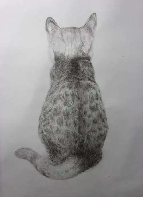 猫小萌素描画,图片大全,高清,图库-回车桌面