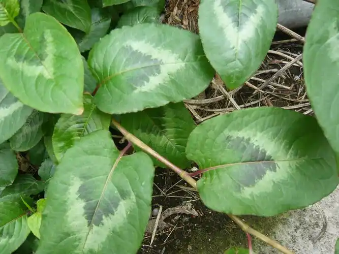 有谁知道这是什么吗?_百度知道