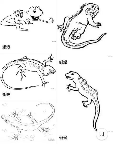 蜥蜴的简笔画蜥蜴的简笔画怎么画