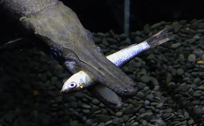 族萃精品鳄雀鳝观赏鱼中大型尖嘴鳄凶猛福鳄巨型淡水鱼加饲料宠物金鱼