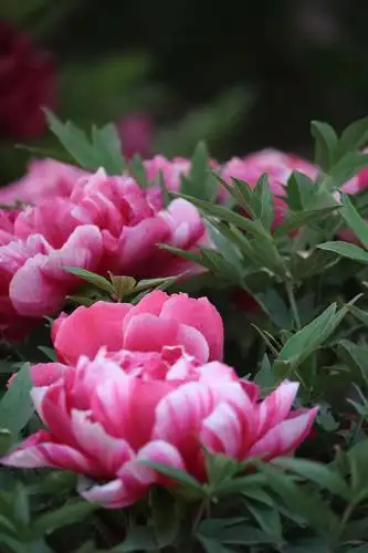 洛阳牡丹甲天下