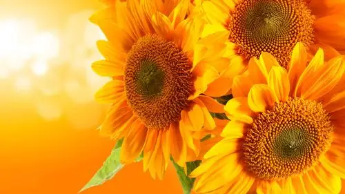 金色的向日葵,橙色背景,刺眼的光线 壁纸 - 1366x768