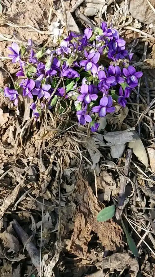 野花灿灿紫盈盈