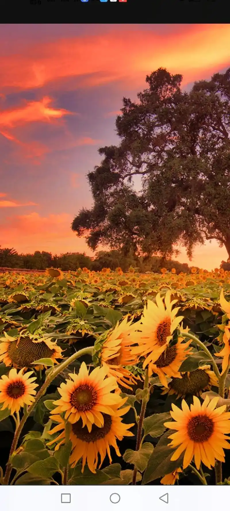 花海的浪漫,神话的唯美,所谓的美丽的邂逅,也许只是童话对世人 - 抖音
