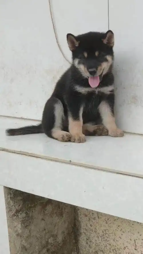 纯种中华田园犬广西土猎犬大头虎斑打猎犬活体幼犬土狗串串狗包邮 - u