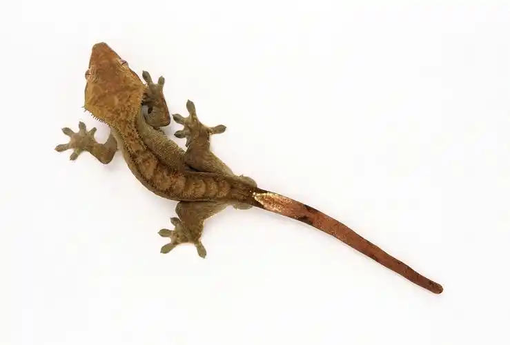 喝壁虎泡药酒的功效