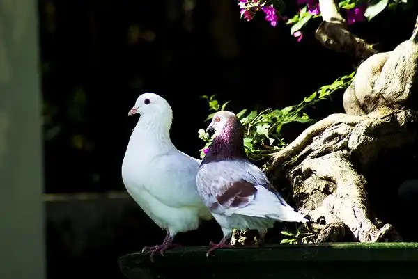 温情脉脉的鸽子一对对