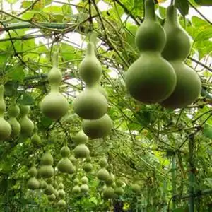 葫芦爬藤包邮巨型葫芦种子文玩葫芦种籽特大观赏大小亚腰盆栽庭院四季