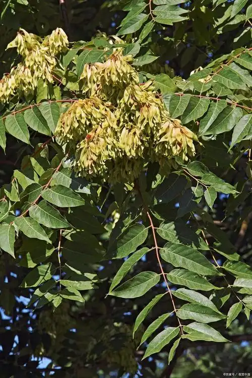 在农村地区,香椿树是很常见的,山里就有不少野生的香椿树,南方有些人