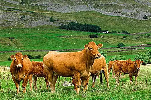 家牛,利莫辛,母牛,站立,石灰石,草场,英格兰,欧洲