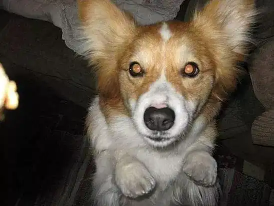 被发光的眼睛凝视,你怕了吗?