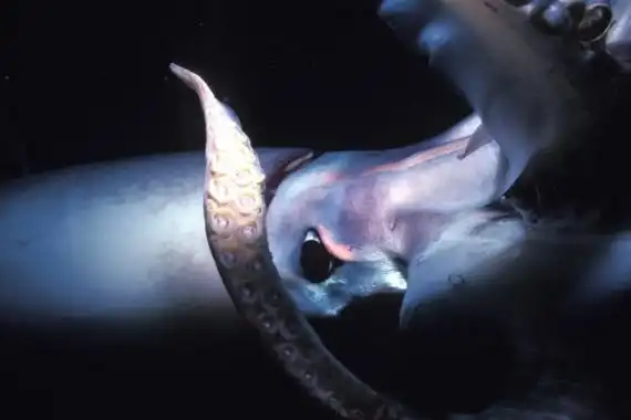 大王乌贼有多大