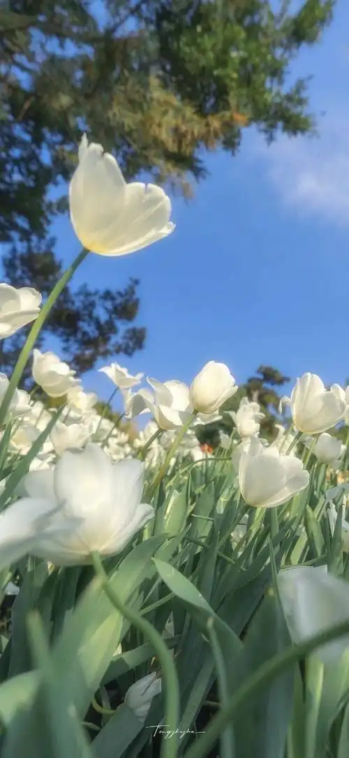 壁纸 花 桌面 690_1499 竖版 竖屏 手机