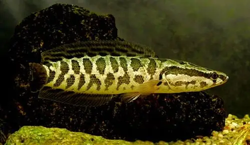 话说乌鳢在民间它被称作孝鱼钓鱼人眼里它是很好的垂钓对象