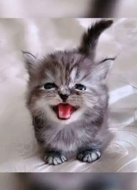 奶凶奶凶的小短腿