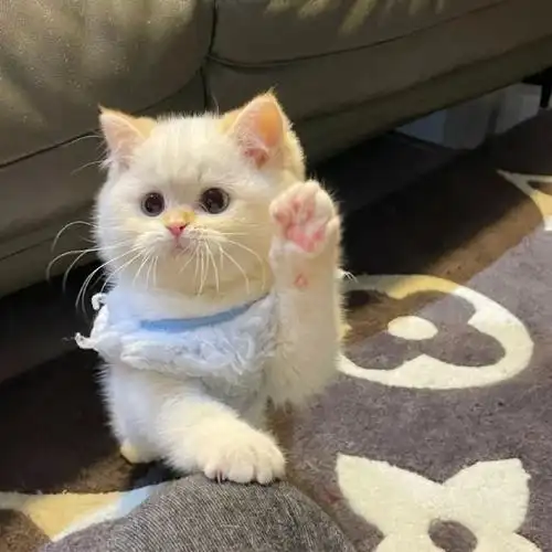 wechat|可爱萌宠头像