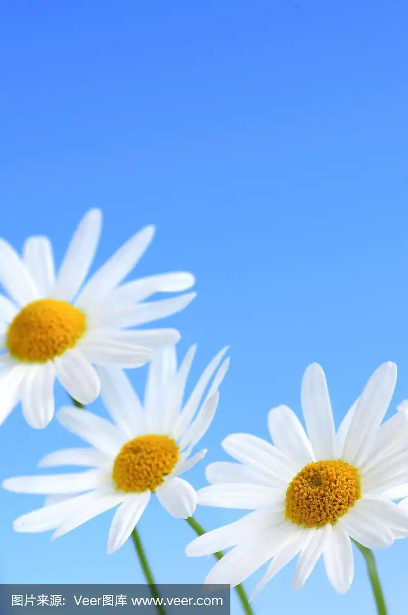 蓝色背景上的雏菊花