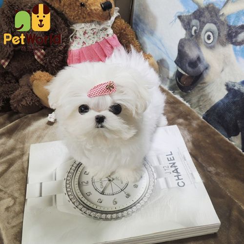 茶杯 马尔济斯犬宠物狗 血统级1