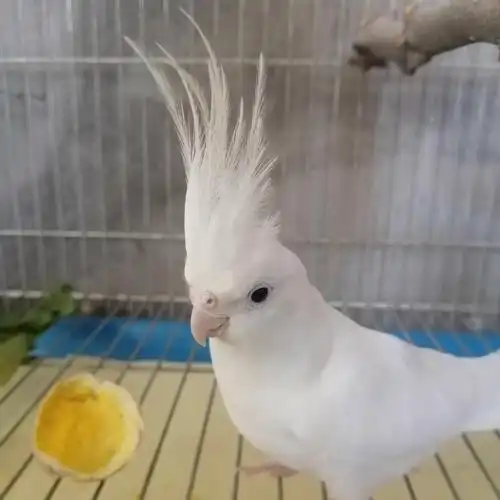 玄凤鹦鹉白仔黑牛白脸珍珠白脸古铜黄化珍珠灰原始灰白脸高趴金冠