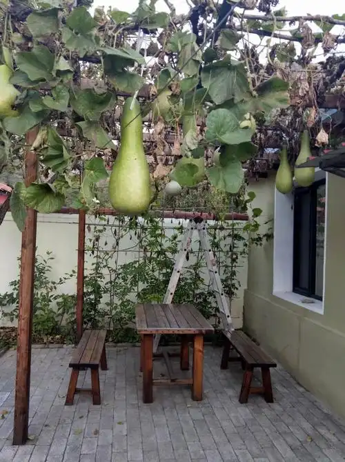 这是第二天早上拍的前院葫芦架