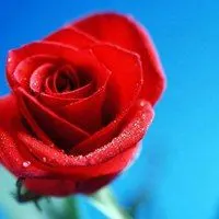 好看的玫瑰花微信头像_微信头像图片大全