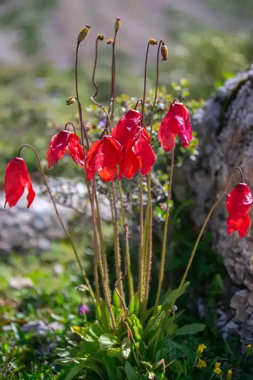 百花齐放红花绿绒蒿高原上的梦幻之花