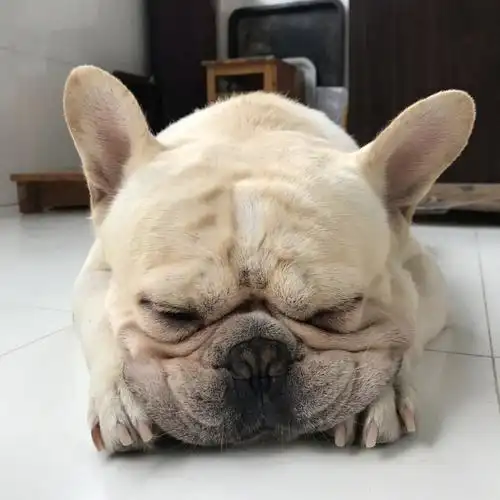 法斗胖嘟er嘴皮子太肥两个爪爪hold不住