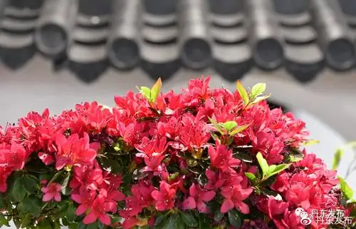 李相君培育的一盆"太极八卦图"造型杜鹃,在香港花卉展览上获得"最