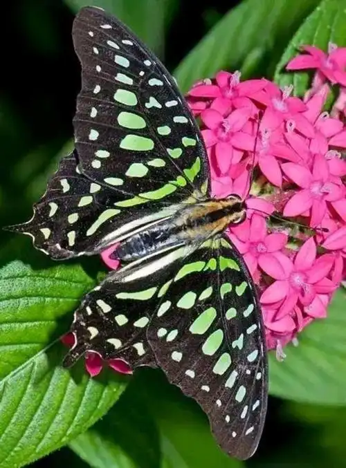 虫图欣赏:蝴蝶与蜻蜓